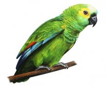 Silent Parrot — Importance of Listening Silent Parrot — Importance of Listening